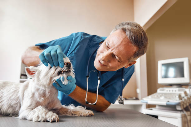 Best 24-Hour Emergency Dentist in Balcones Heights, TX